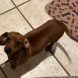 Maple - Dachshund