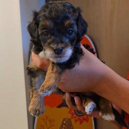 Neptune - Black tri-color male Aussiedoodle puppy in Prescott Valley, Arizona from Ramirez Family Doodles