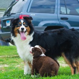 Australian Shepherds from Heartland Aussies