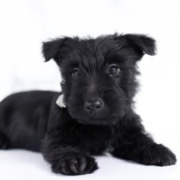 Sven - Black male Scottish Terrier puppy in Stevens, Pennsylvania from K&M Kennel