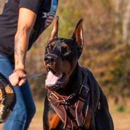 Doberman Pinscher Puppies from Imperium Dobermann Kennel