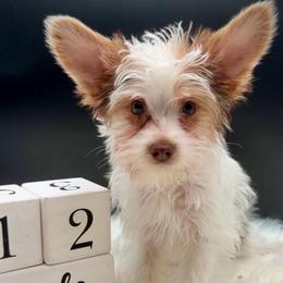 Chocolate Girl orange - Parti female Yorkshire Terrier puppy in Machesney Park, Illinois from Three Yorkie Family