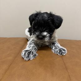 Sir - Parti male Miniature Schnauzer puppy in Charlotte, North Carolina from Marley’s Babies