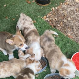 American Corgi and Pembroke Welsh Corgi Puppies from Swell Corgis