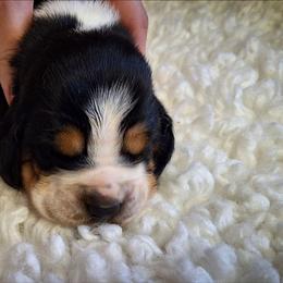 Felix - Black brown and white male Basset Hound puppy in Mack's Creek, Missouri from Mack's Creek Basset Hounds