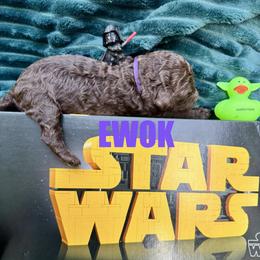 Ewok - Brown female Poodle puppy in San Antonio, Texas from Chocolate Pet Connection