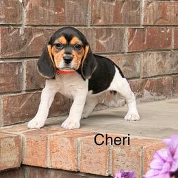 Cheri - Black tan and white female Beagle puppy in Mansfield, Missouri from Rippee Creek Kennel