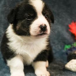 American Corgi, Cardigan Welsh Corgi, and Pembroke Welsh Corgi Puppies from Cal Beach Corgis