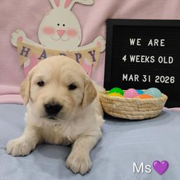 Purple collar girl - Light golden female Golden Retriever puppy in Rochester, Washington from Grand Mound Goldens