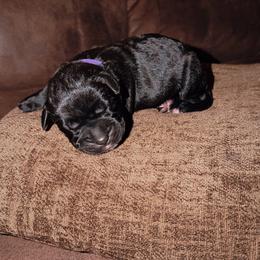 Female 4 - Black female Cane Corso puppy in Jasper, Alabama from C&M Cane Corso