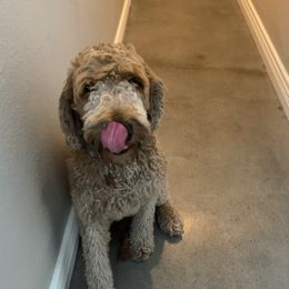 Sandy - Goldendoodle