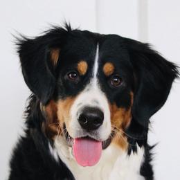 Lady - Bernedoodle