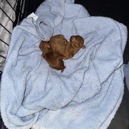 Poodle Puppies from Johnson Ventures