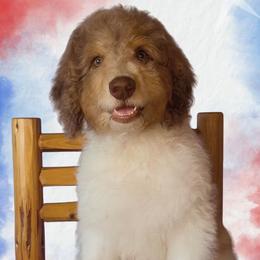 Falcon - Red merle male Aussiedoodle puppy in Springfield, Missouri from Aspen River Doodles