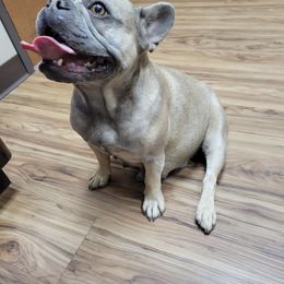 Iris - French Bulldog