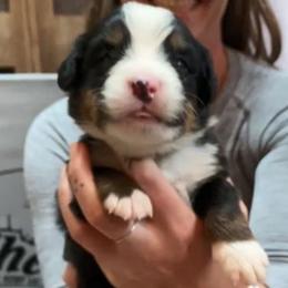 Black Collar Boy - Black rust and white male Bernese Mountain Dog puppy in Bristol, Tennessee from Holston Hollow Farm