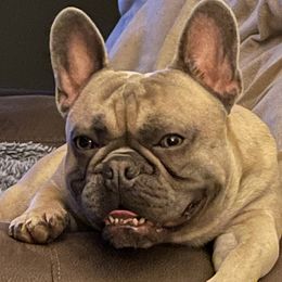 Titan - French Bulldog