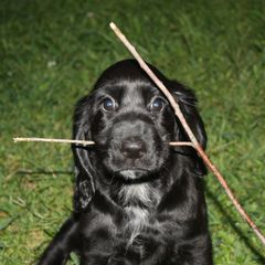 Field Spaniel Puppies from Arietta Field Spaniels