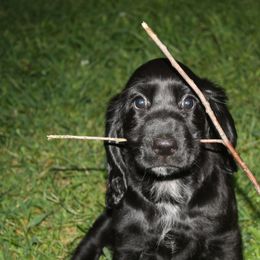 Field Spaniel Puppies from Arietta Field Spaniels