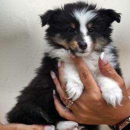 Sunny - Girl - Black & tan female Toy Shetland Sheepdog puppy in Frazeysburg, Ohio from Mountain High Kennels