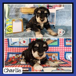 Charlie - Black and silver male Miniature Schnauzer puppy in Lebanon, Missouri from Cedar Glades Canines