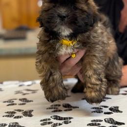Raphael - Black and tan male Lhasa Apso puppy in Chico, California from Lhasa Apsos of northern Ca . Biewer terriers of northern California
