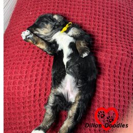 Snowboard - Phantom female Goldendoodle puppy in Vacaville, California from Dillon Doodles