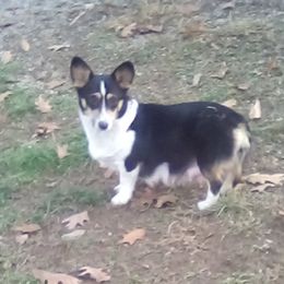 Roxy - Pembroke Welsh Corgi