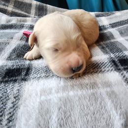 Pink - Golden female Golden Retriever puppy in Lucasville, Ohio from Halo Kennels