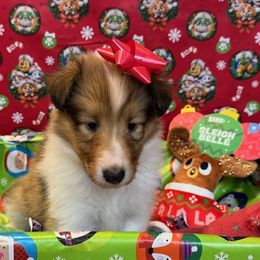 Vixen - Sable and white female Collie puppy in Carencro, Louisiana from Cajun Bayou's Collies LLC