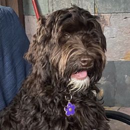 Gucci - Australian Labradoodle