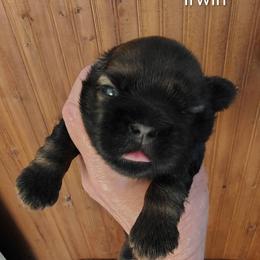 Irwin - Red male Shih Tzu puppy in Palmyra, New York from Karen's Tzus of Palmyra-Macedon