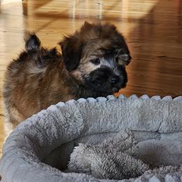 Soft Coated Wheaten Terrier Puppies from Hardin Hills Wheatens