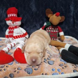 Rose - Yellow female Labrador Retriever puppy in Bemidji, Minnesota from Northern Star Elite Quality Labrador Retrievers