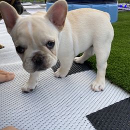 French Bulldog Puppies from Holly Womer