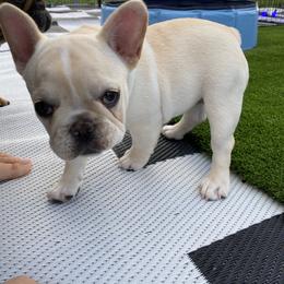 French Bulldog Puppies from Holly Womer