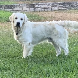 Max - Golden Retriever