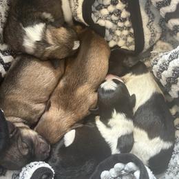 Miniature Schnauzer puppies from Krystle's Miniature Schnauzers