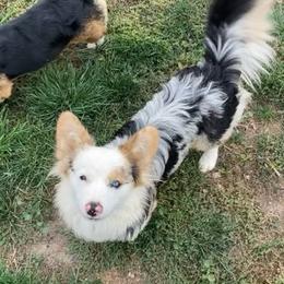 Willie - American Corgi