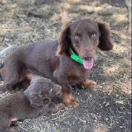 Dachshunds from Twisted H Dachshunds