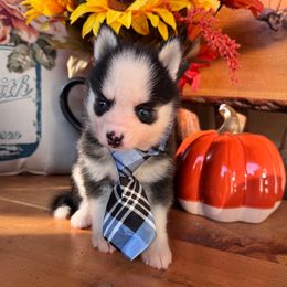 Leo - Black and white male Pomsky puppy in Venus, Pennsylvania from Hemlock Pines Pomsky