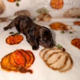 Midnight - Dapple male Dachshund puppy in Winder, Georgia from Southern Drawl Dachshunds