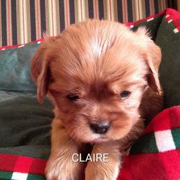 AKC Claire - Ruby female Cavalier King Charles Spaniel puppy in Moscow Mills, Missouri from Cavaliers King Charles Spaniels at Carmen Acres Farm