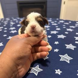 Marble-Green collar - Parti male Yorkshire Terrier puppy in Selden, New York from Alisha's Yorkshire Terriers
