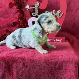 Salor - Gray (blue) and cream male Dachshund puppy in Lincoln, Arkansas from Red Dirt Dachshunds