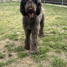 Abby (Adult F Poodle) See description - Chocolate female Goldendoodle puppy in Lewisville, Texas from Zink Doodles