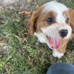 Sam - Red male Cavapoo puppy in Osseo, Michigan from Smiths Fluffy butts