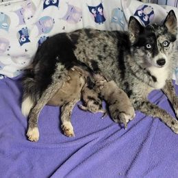 Pomeranian and Pomsky Puppies from Fann-Tastic Pomskies