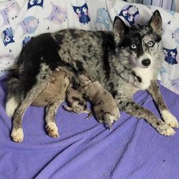 Pomeranian and Pomsky Puppies from Fann-Tastic Pomskies