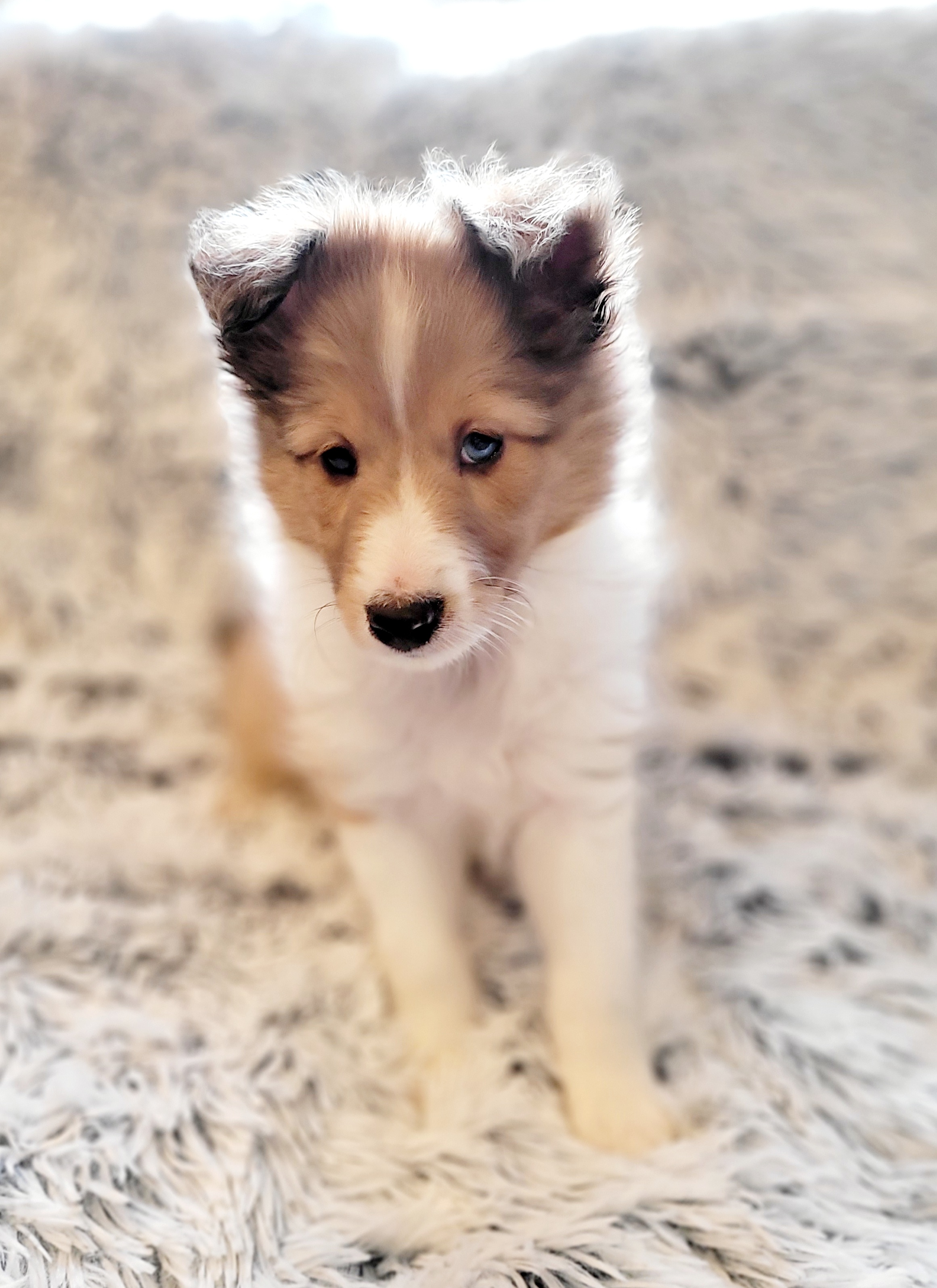 Shetland Sheepdog Puppies from Hope's Heart Shelties